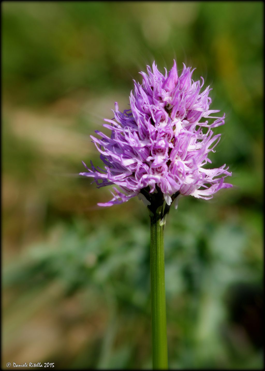 Orchis italica